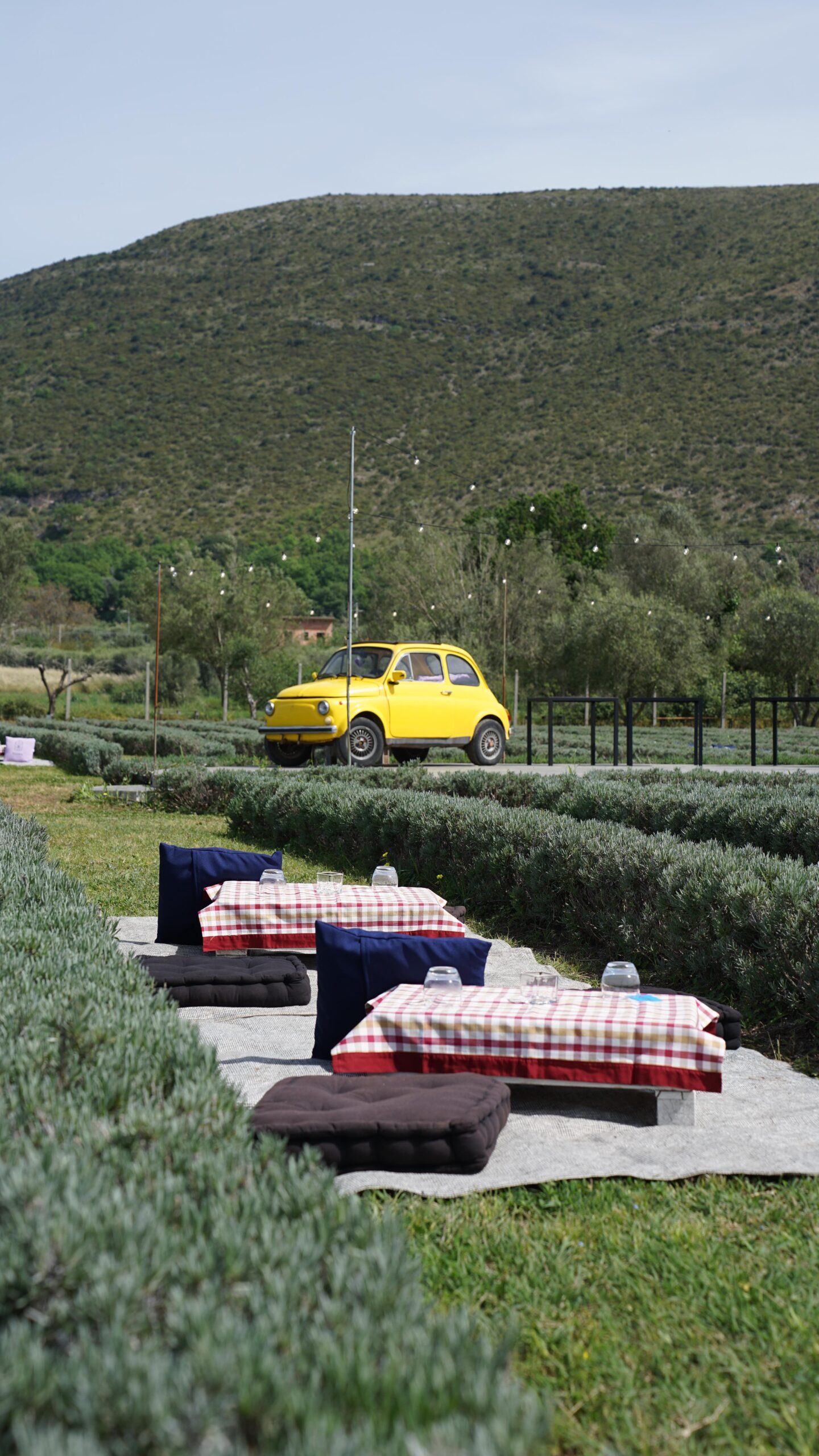 Campo di lavanda a Bellona, Campania