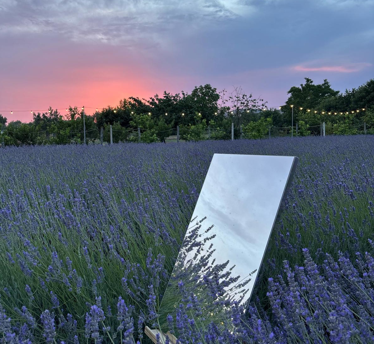 Lavanda in fiore